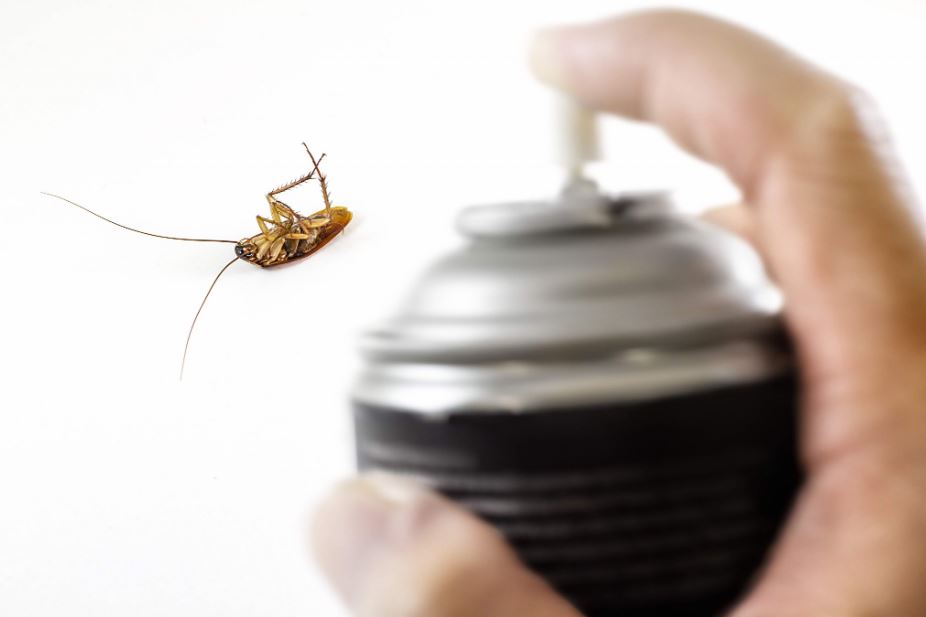 Pest Control: Why it is Essential for Your Home